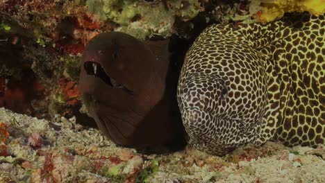 Morena-De-Nido-De-Abeja-Compartiendo-Hogar-Con-Morenas-Gigantes-En-Las-Maldivas