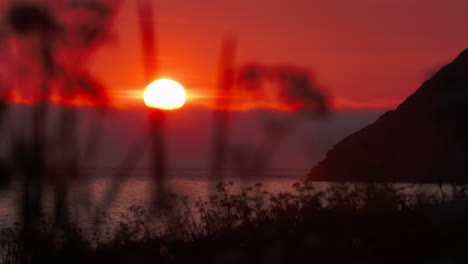 sunset at the beach with bushes infront, zooming in