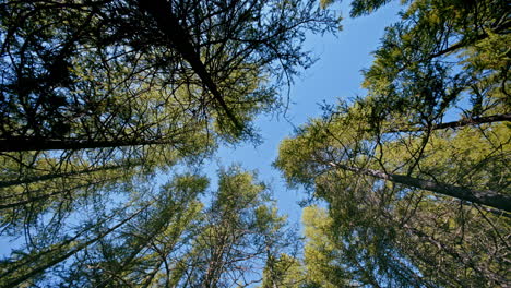 looking up at tall trees in a serene forest, with a clear blue sky