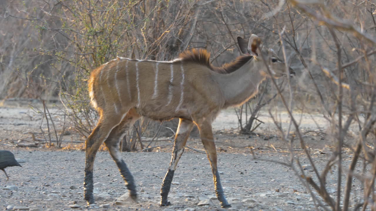 una kudu hembra solitaria con piernas fangosas camina entre los árboles en el sur de áfrica
