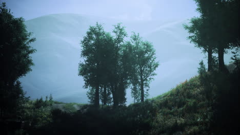 lush green trees silhouetted against misty mountains during quiet morning