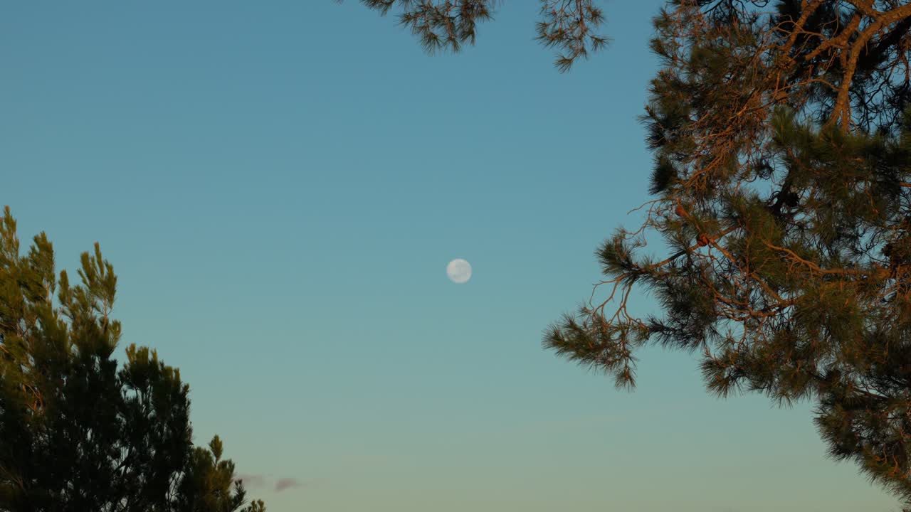 A faint moon lingers in the sky as golden sunrise light spills across treetops in early morning Canberra