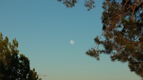 a faint moon lingers in the sky as golden sunrise light spills across treetops in early morning canberra