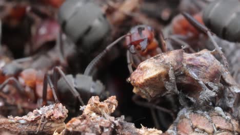 un primer plano de hormigas en la naturaleza.