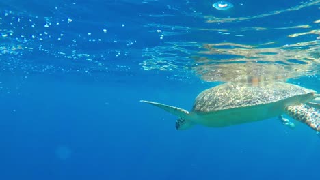 old sea turtle floating to the water surface of tropical ocean to collect air before swimming back underwater