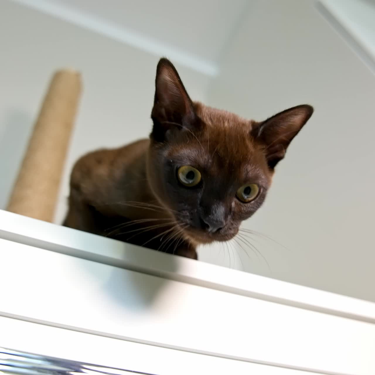 Ritratto di un adorabile gattino. Gatto burmese seduto su uno scaffale a casa e che guarda in basso con i suoi grandi occhi. Gattino di razza. Primo piano