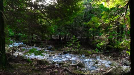 Im-Inneren-Kiefern-Im-Wald-Fluss