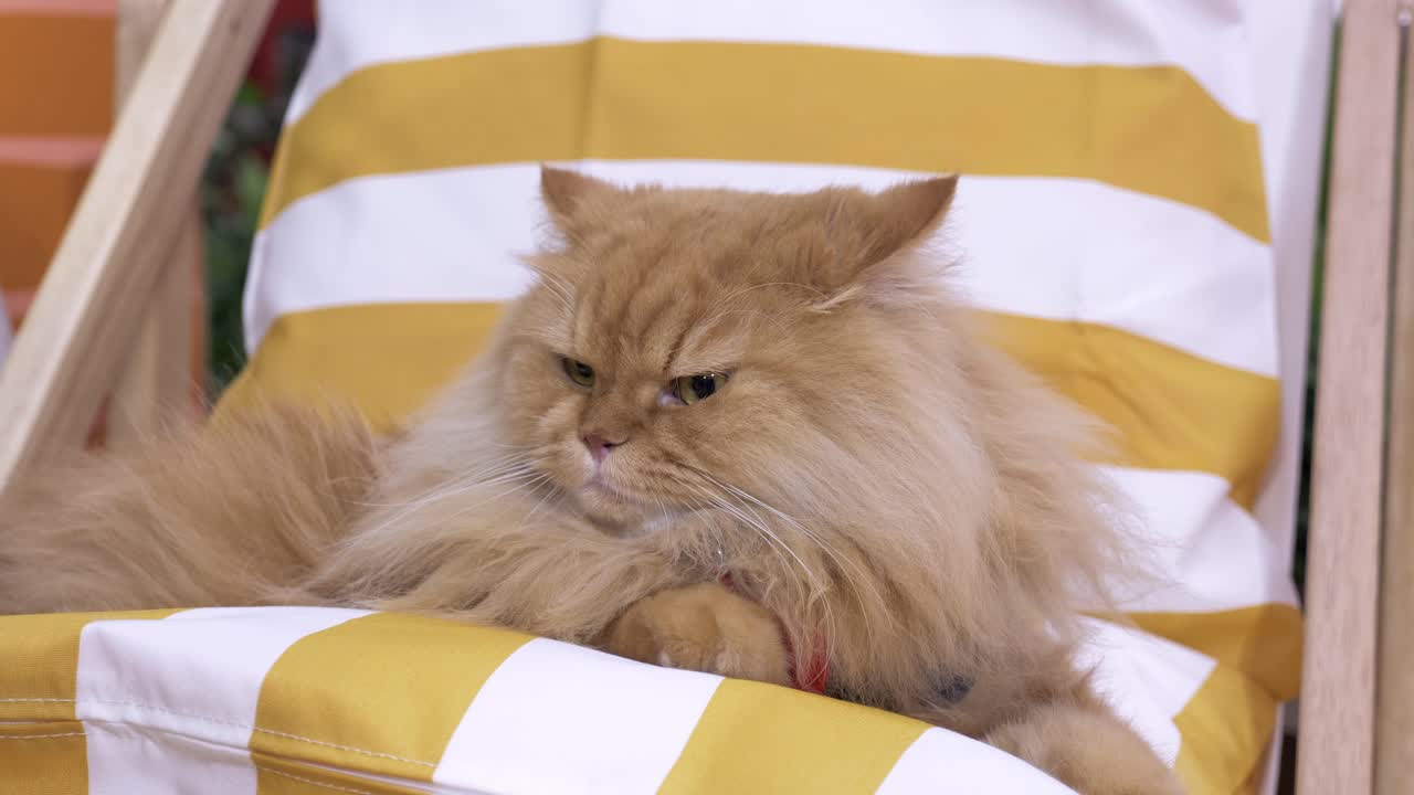 태국 방의 수의학 클리닉에서 라운지 의자에 앉아 있는 페르시아 고양이의 클로즈업