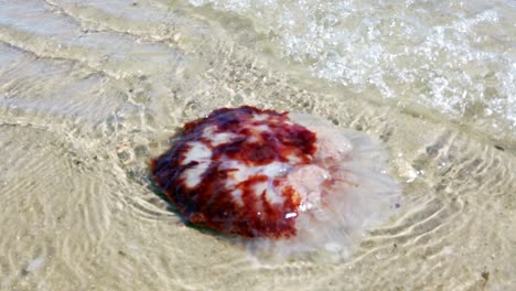 Nomad-jellyfish-drifting-underwater-in-shallow-clear-warm-Welsh-shimmering-ocean-tide