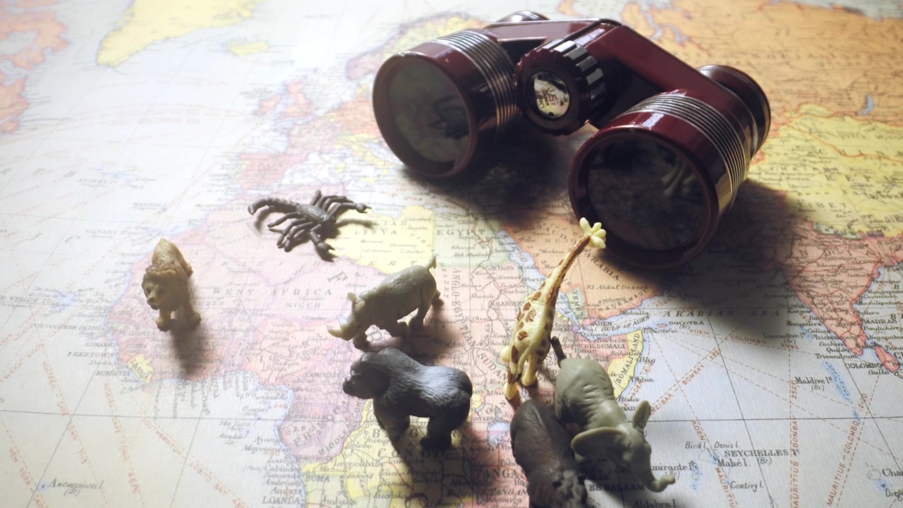 Variety Of Wild Animal Toys And Binoculars Laid On Geographical Map Of Africa. World Wildlife Concept. tilt-up, racking focus