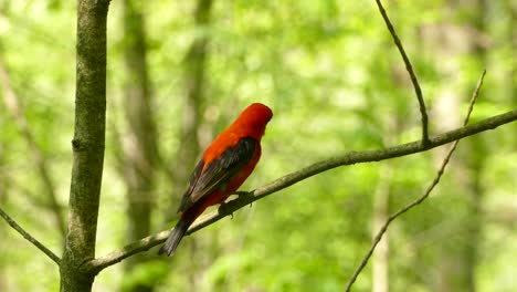 Scharlachrote-Tanager,-Die-Von-Einem-Ast-Mitten-Im-Wald-Abhebt