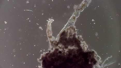 un rotífero microscópico filtra el agua del estanque para alimentarse