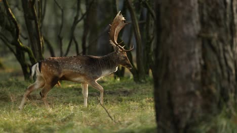 fallow deer in forest