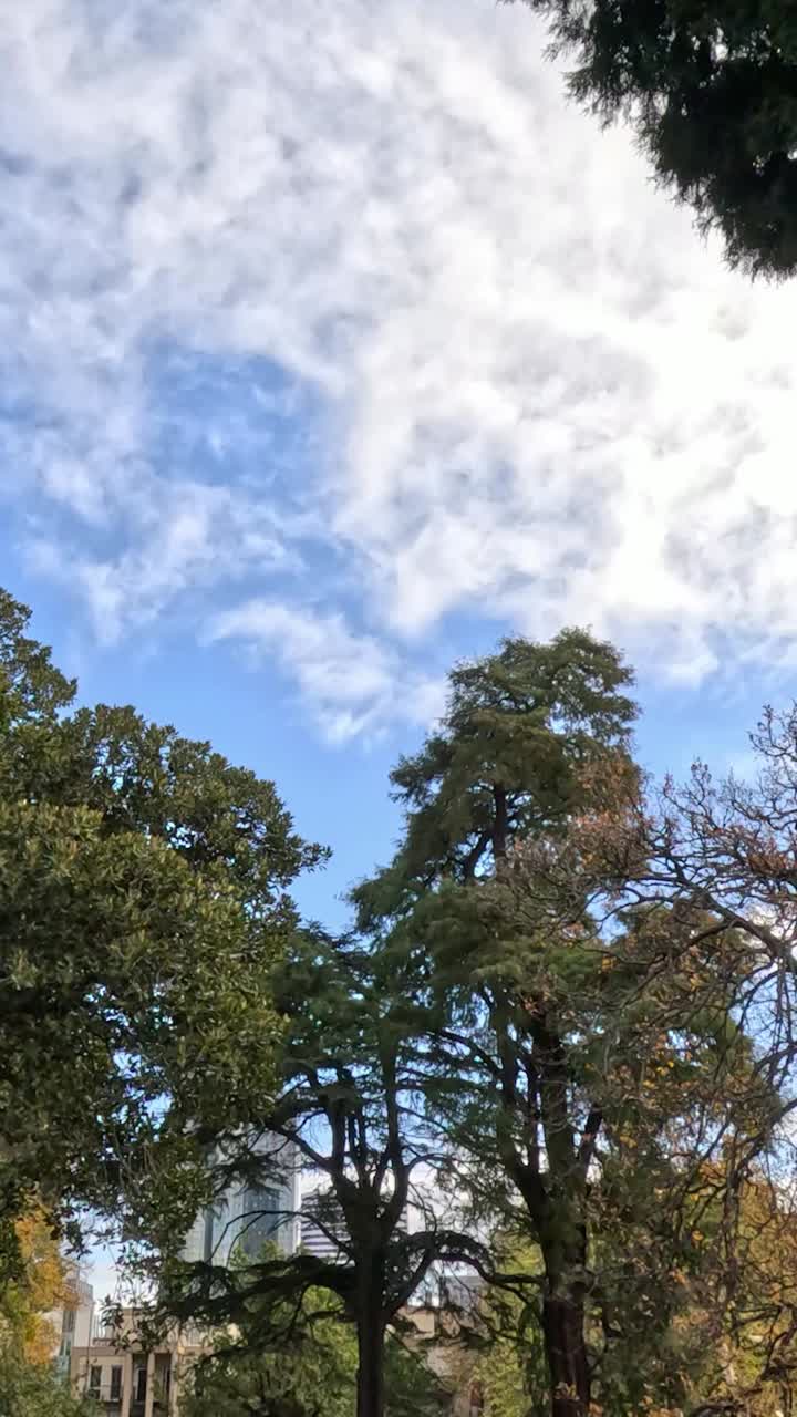 조용 한 도시 공원 에 있는 나무 와 연못