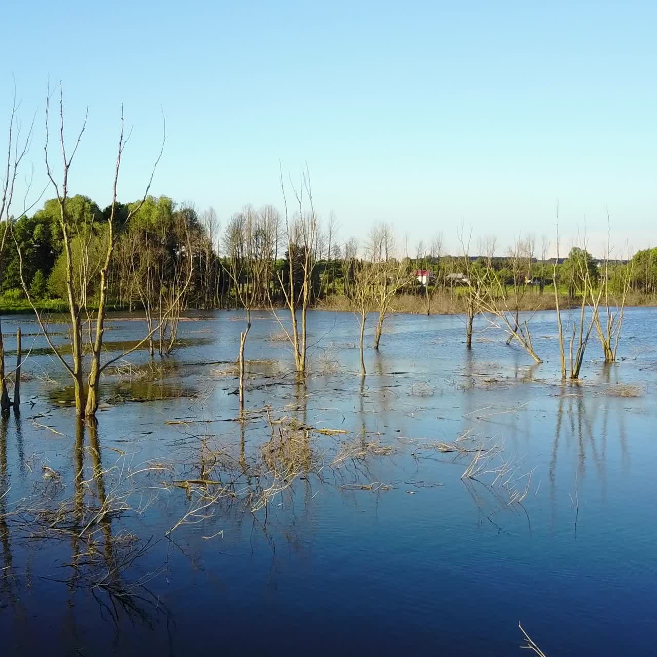 Dead Trees In The Reservoir. Aerial shot of the dead trees on a water dam in the evening light