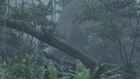 misty rainforest scene