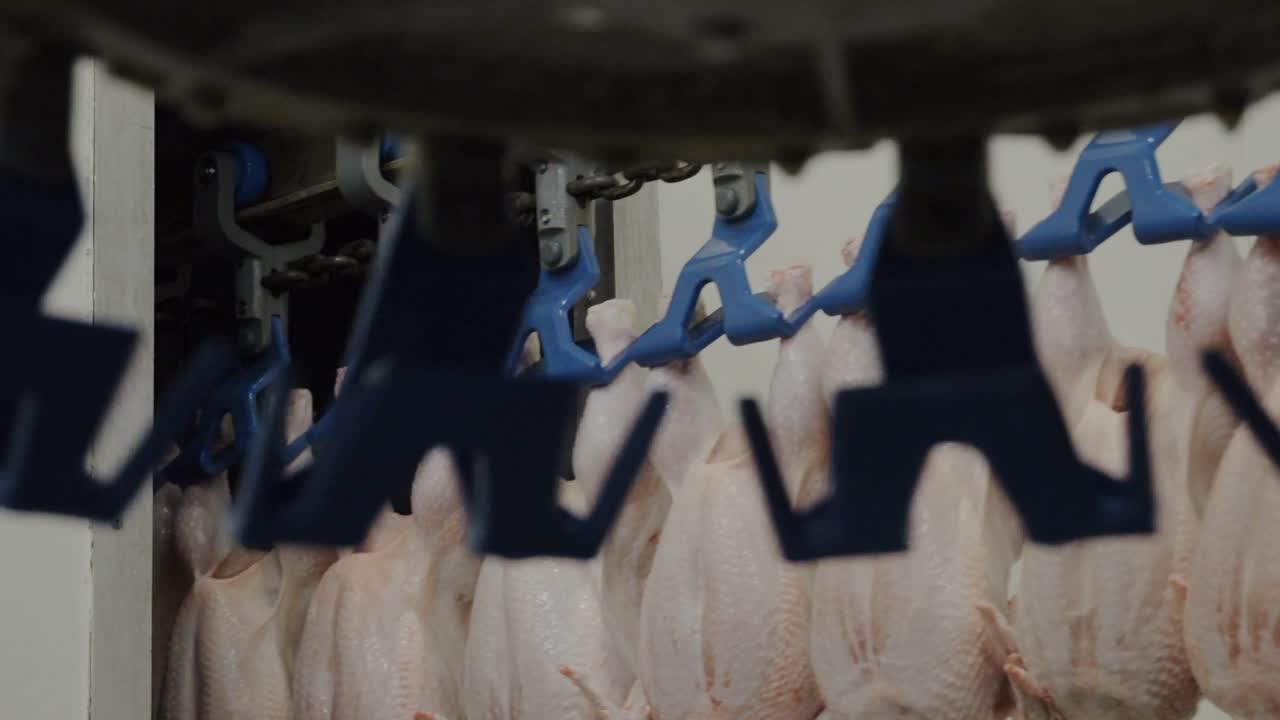 Slaughtered chickens move along automated conveyor inside bright poultry factory
