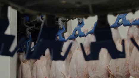 slaughtered chickens move along automated conveyor inside bright poultry factory