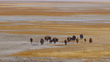 Una-Manada-De-Bisontes-Americanos-O-Búfalos-A-Orillas-Del-Lago-Salado-En-Antelope-Island,-Utah