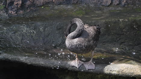 cisne negro de pie en el lago