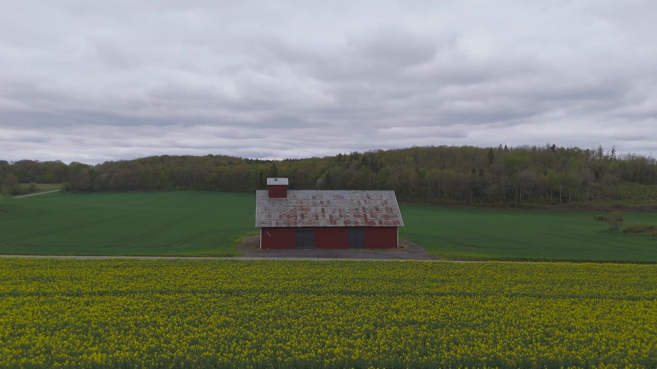 Aerial drone view of Perthshire farmland near Dunkeld Scotland. Red barn stands between green fields and yellow rapeseed beneath overcast sky with surrounding woodland