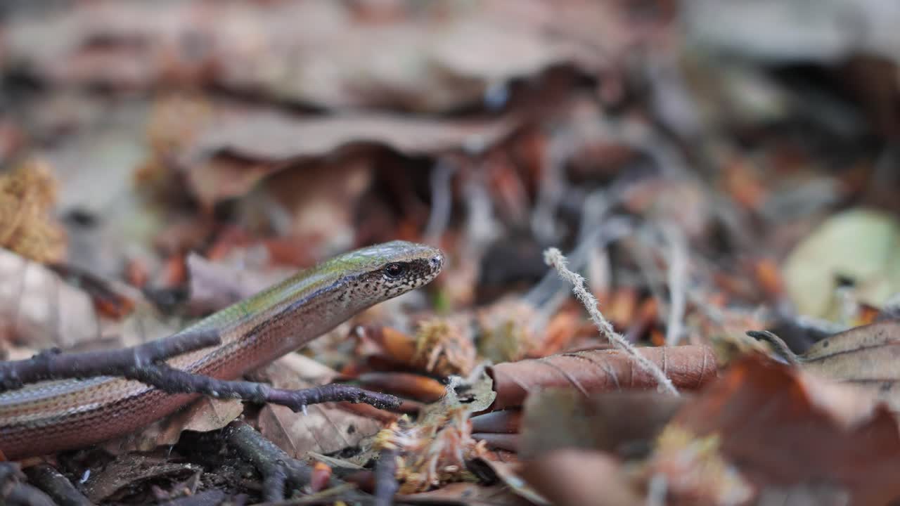 Macro close-up of a common slow worm's head standing on fallen leaves on forest floor ground