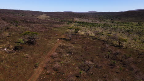 A-reverse-ariel-drone-shot-showing-two-safari-vehicles-driving-down-a-dirt-road-with-wildebeest-and-impalas-running-across-the-dry-African-landscape