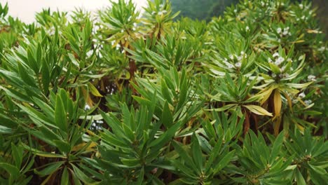 coastal mountains and waterfall with lush plants