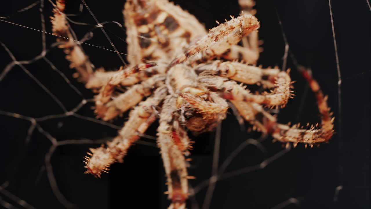 Close up of a spider sitting in its web, showing intricate details of its body and fine silk threads