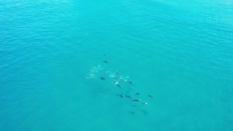 Grupo-De-Delfines-Nadando-En-El-Mar-Azul-En-La-Playa-De-Sol,-Qld,-Australia