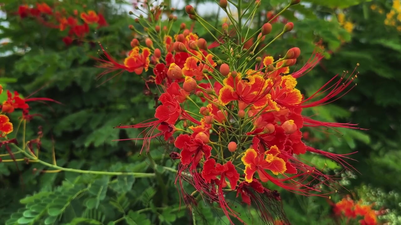 Vivace grappolo di fiori di pavone che si muove dolcemente nella brezza mentre una piccola formica striscia sui colorati fiori tropicali.