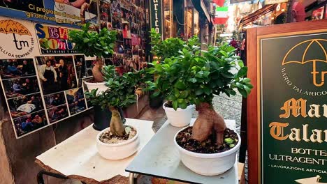 plants displayed in a vibrant naples market