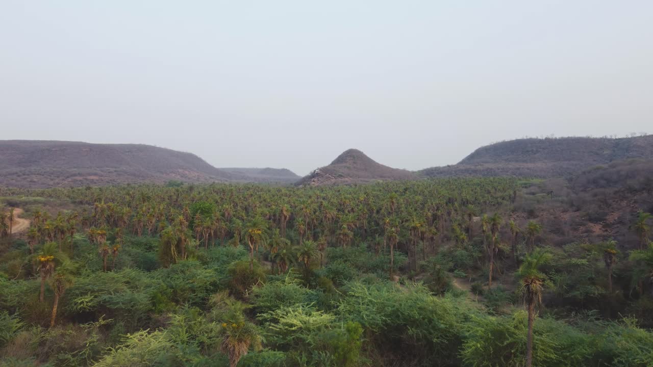 bosque de palmeras o cocoteros en tiro aéreo de drones de gwalior
