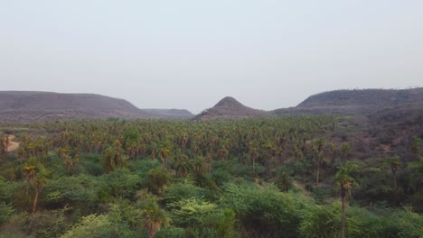 bosque de palmeras o cocoteros en tiro aéreo de drones de gwalior