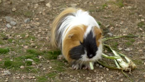 guinea pig k