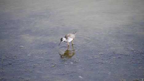 Bruchwasserläufer-Mit-Nicht-Brütendem-Gefieder,-Das-Im-Wasser-Nach-Insekten-Sucht