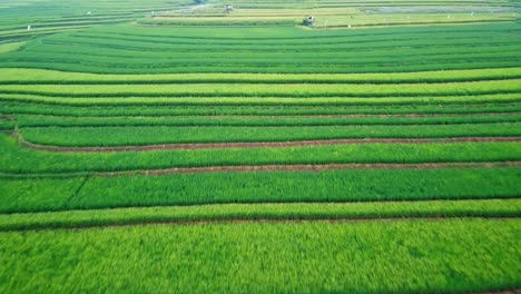 la belleza de los campos de arroz verdes y fértiles con arroz listo para ser cosechado