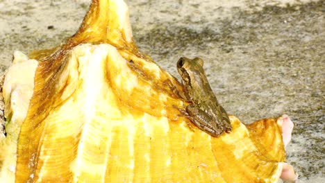 rana de árbol cubana osteopilus septentrionalis sentada en una concha de concha