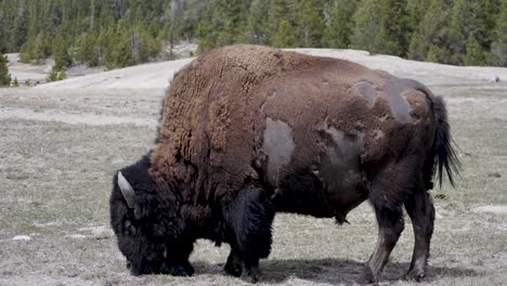 bison grazing by old faithful