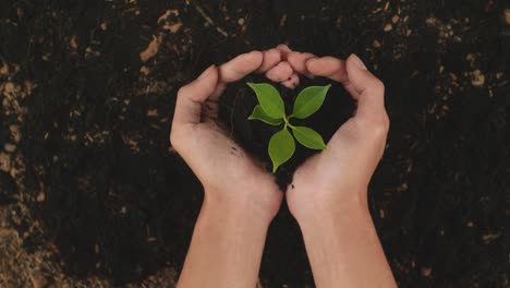 close up of black dirt mud with a tree sprout in farmer's hands holding in the garden. love nature and ground