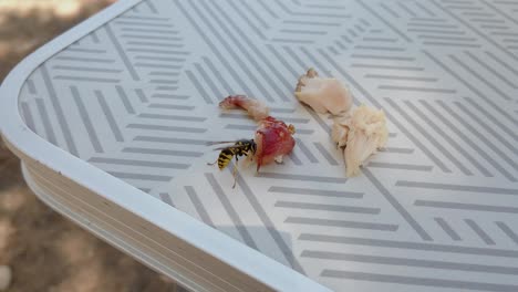 close up shot of a wild wasp eating food left as remains in a restaurant