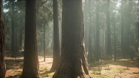 Puesta-De-Sol-En-El-Bosque-Gigante,-Parque-Nacional-Secoya,-California