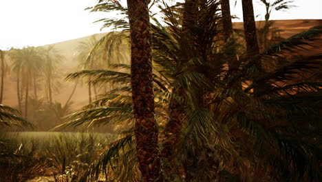 palm trees in the desert