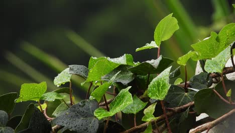 cerca de las hojas verdes de la planta de enredadera de hiedra en una pared con gotas de lluvia cayendo durante una tormenta de lluvia