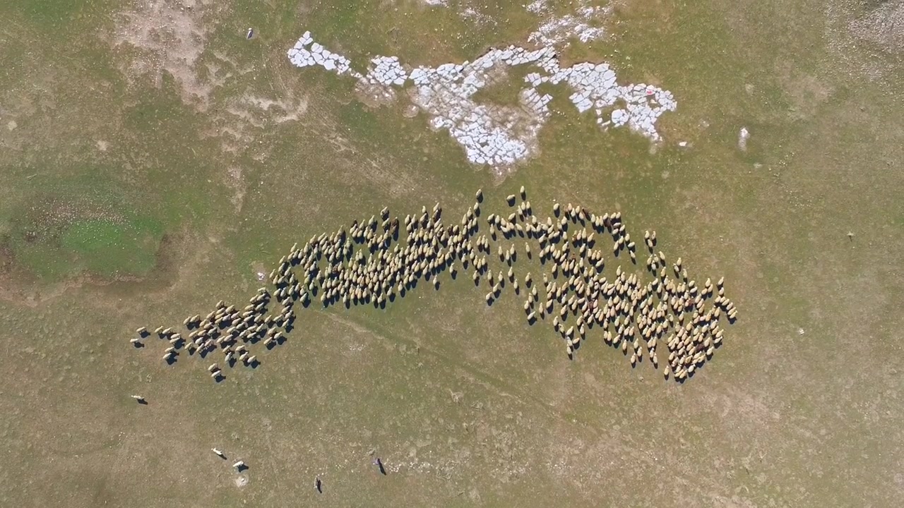 Vista aérea de un gran rebaño de ovejas pastando en un prado