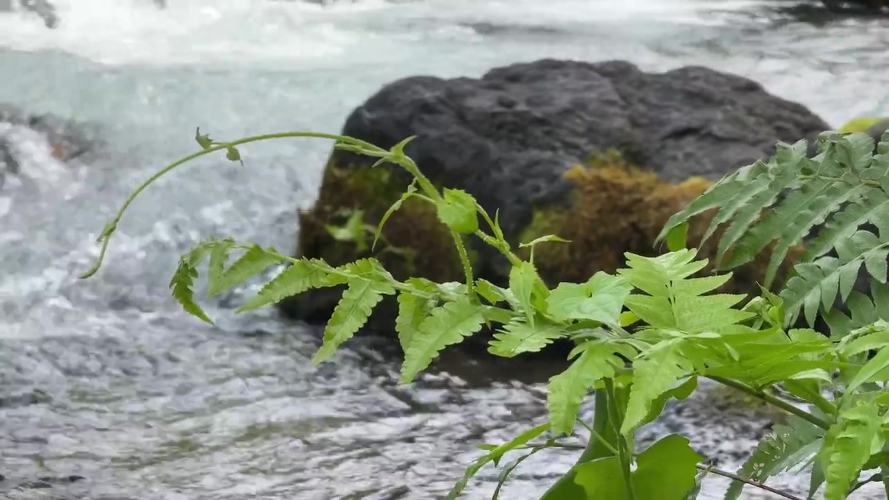 Daun Pakis Hijau Bergoyang Dekat Sungai yang Mengalir