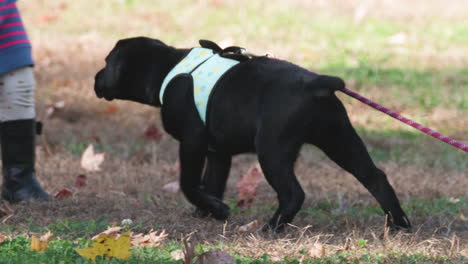 Cute-black-Labrador-puppy-on-a-leash-walks-to-greet-woman-and-kid