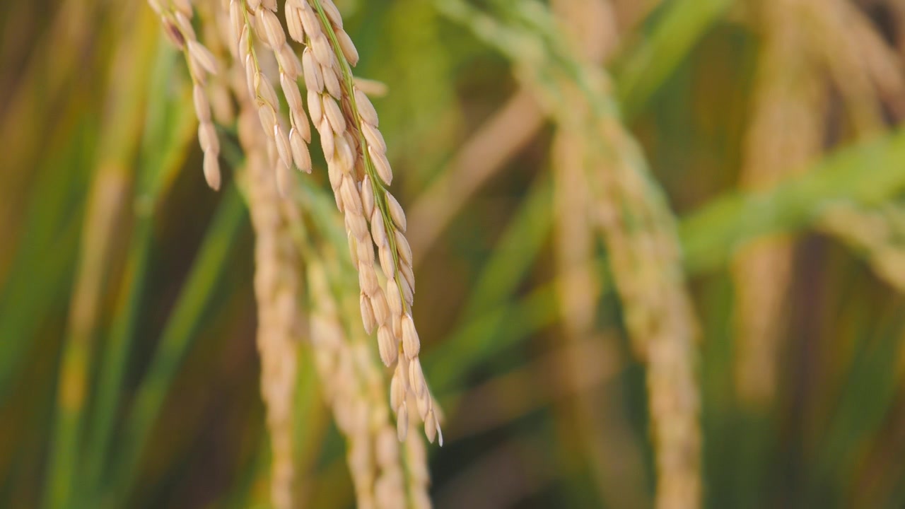 La telecamera mostra i dettagli della spiga di riso mentre ondeggia dolcemente nel campo.