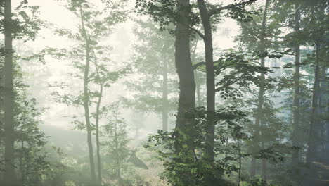 panoramic-view-of-the-majestic-forest-in-a-morning-fog