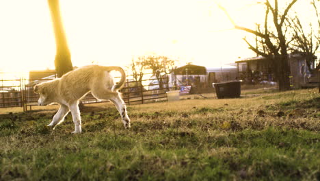 golden hour slow motion shot of happy dog playing outside on farm, wide shot